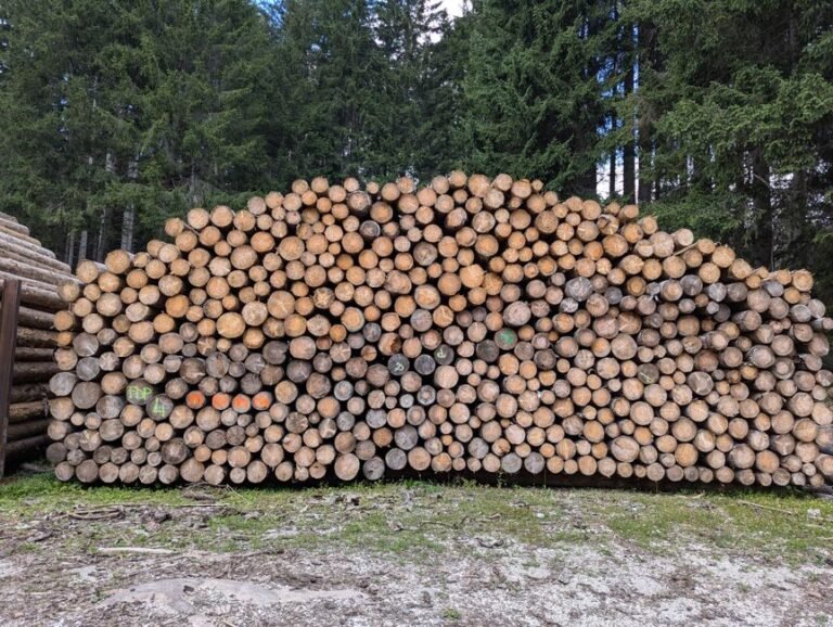 Pinus Seco na Zona Sul de São Paulo: Onde Comprar Madeira para Cenografia, Projetos e Uso Profissional