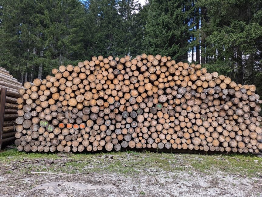 Pinus Seco na Zona Sul de São Paulo: Onde Comprar Madeira para Cenografia, Projetos e Uso Profissional